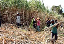 Developing sustainable sugarcane material area