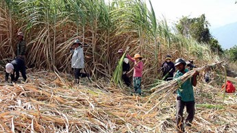 Developing sustainable sugarcane material area