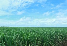 Dong Nai builds sample sugarcane field