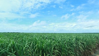Dong Nai builds sample sugarcane field