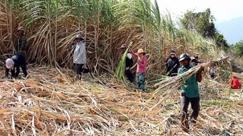 sugarcane farmers supporting solutions for raising income