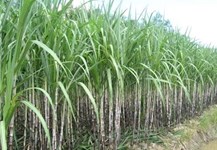Efficiency from large field for sugarcane