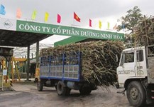 Develop to worth Viet Nam leading sugarcane enterprise