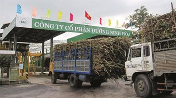 Đường Ninh Hoà phát triển xứng tầm doanh nghiệp mía đường hàng đầu Việt Nam