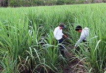 Tây Ninh: Diện tích trồng mía tăng gần 4.000 ha